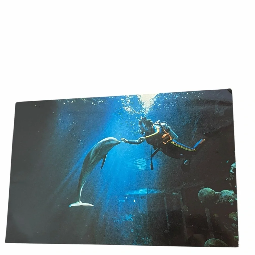 Vintage Dolphin & Scuba Diver Postcard - Stunning Underwater Photography